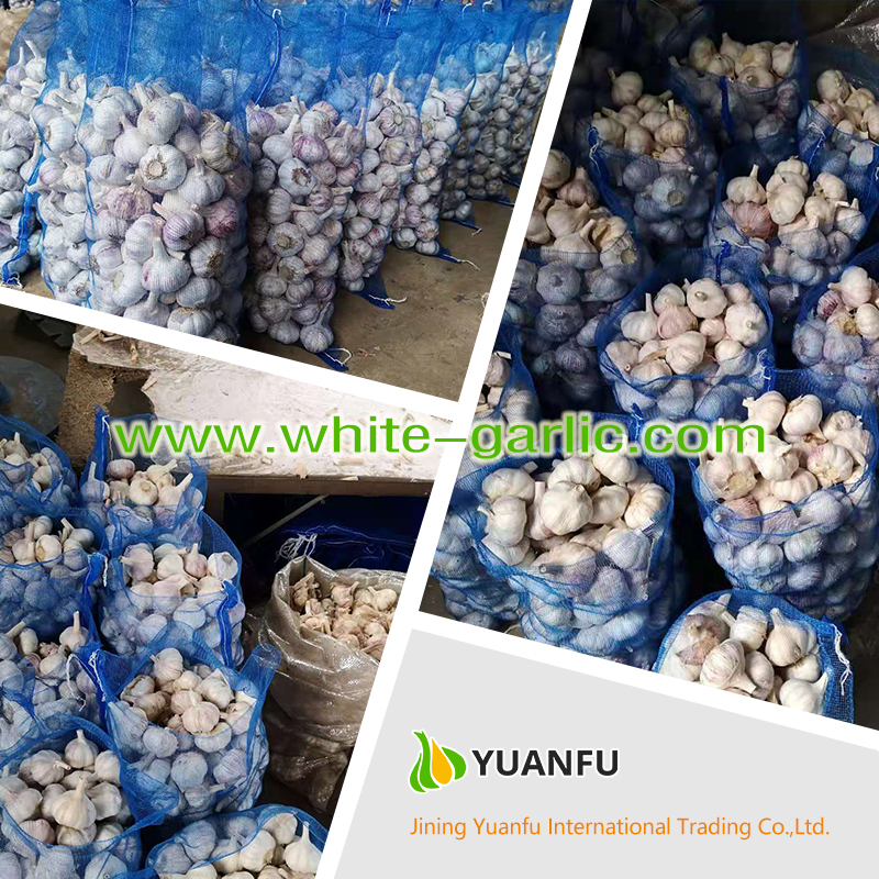 garlic suppliers garlic suppliers